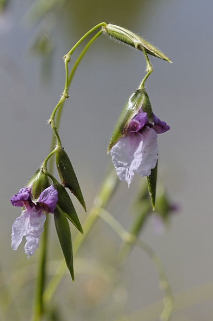 Fleurs Nanthawan Aout 2010-014